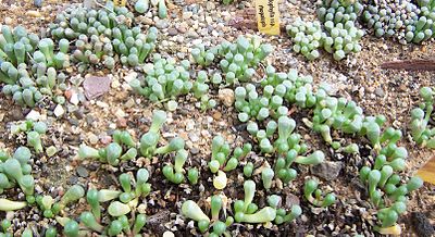Baby Toes Succulant