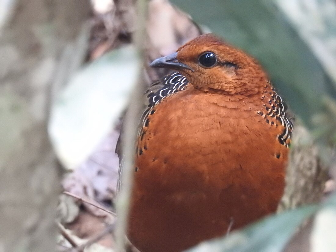 銹紅林鷓鴣