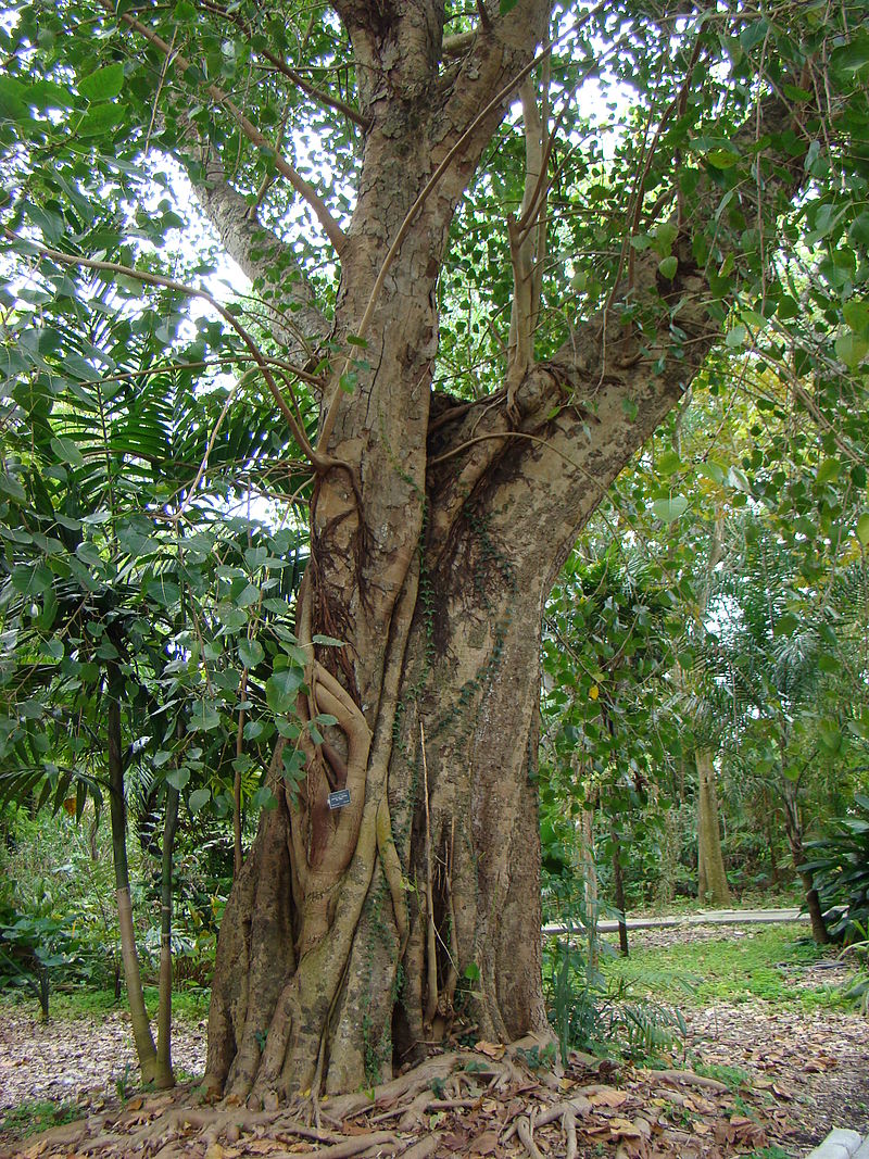 FicusReligiosa02 Asit.JPG