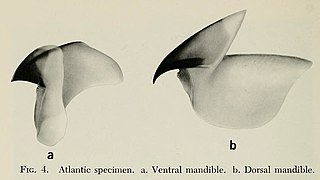 First records of juvenile giant squid, fig. 4.jpg