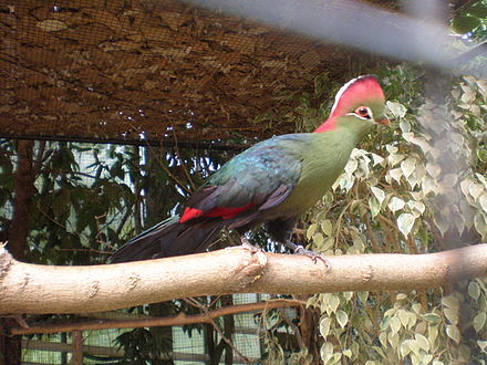 One of the many birds in the aviary of Mondo Verde