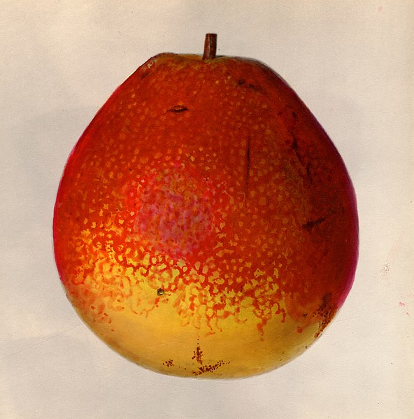 File:Flemish Beauty variety of pear (Pyrus communis), with this specimen originating in Hood River, Oregon from 1 November 1935 Pomological Watercolor POM00006996 (cropped).jpg