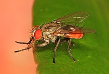 Flesh fly - Lepidodexia turlari, Long Pine Key, Everglades National Park, Homestead, Florida - 23649960986.jpg