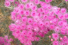 Fleurs atirgullari inconnues.JPG