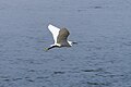 * Nomeamento Flight of little egret in Sidi Yâtî beachI, the copyright holder of this work, hereby publish it under the following license:This image was uploaded as part of Wiki Loves Earth 2024. --Bill.pix 11:45, 14 May 2024 (UTC) * Revisión necesaria