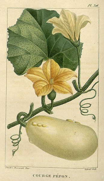 File:Flore médicale des Antilles, ou, Traité des plantes usuelles (Pl. 326) (7795692136).jpg