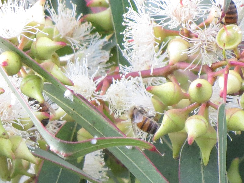 Flores de eucalipto con abeja 08.jpg