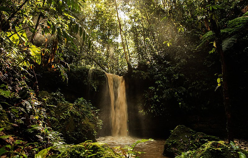 File:Floresta no Acre.jpg