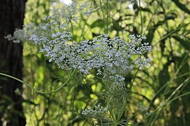 Wild carrot