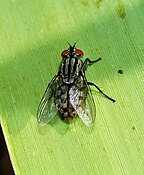 Sarcophaga sp. (Sarcophagidae) Flesh fly