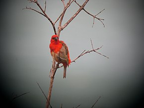 Kuvan kuvaus Forest Fody.  Foudia omissa.jpg