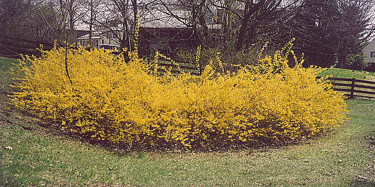 oude forsythiastruik