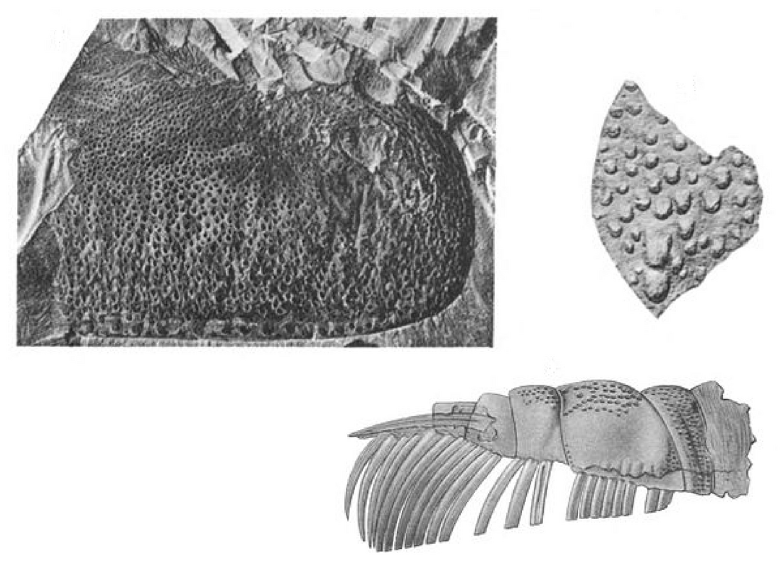 Echinognathus