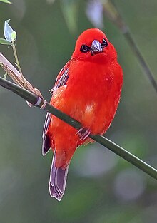 Madagaskarvävare (Foudia madagascariensis)