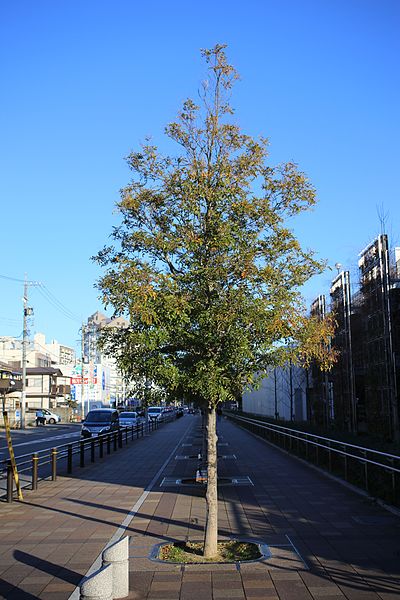 File:Fraxinus griffithii 20161226-01.jpg