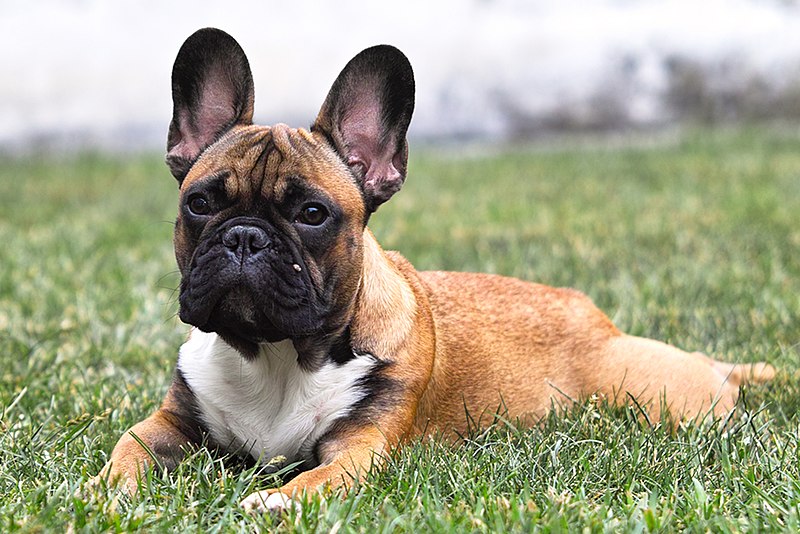 File:French bulldog on the grass.jpg