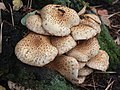 Fungi in the woods at Woodhall Spa - geograph.org.uk - 471479.jpg