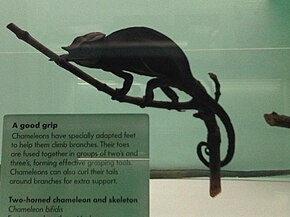 Beskrivelse av bildet Furcifer bifidus (Natural History Museum, London) .jpg.