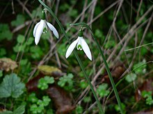 Galanthus reginae olgae.jpg