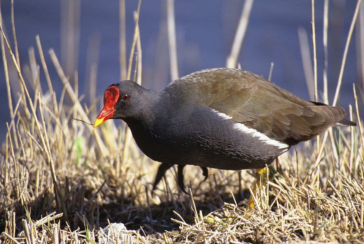 バン 鳥類 Wikipedia