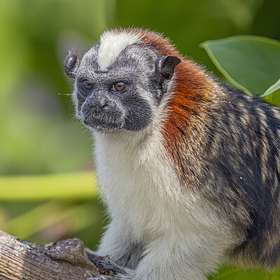 Geoffroy's tamarin