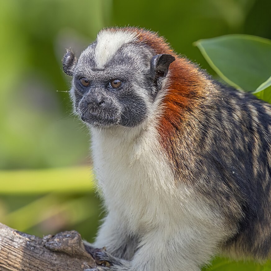 The average litter size of a Geoffroy's tamarin is 2