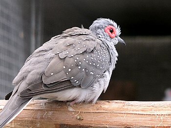 Diamond Dove (Geopelia cuneata) In captivity i...