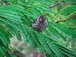 Geospiza scandens -Santa Cruz Island, Galapagos Islands-8b.jpg