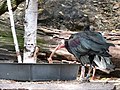 Thumbnail for File:Geronticus eremita-Waldrapp2 Zoo Halle.JPG