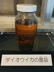 Giant squid ink sac - Ishikawa Prefectural Natural History Museum (2).jpg