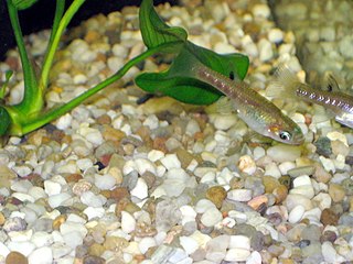 <i>Girardinus</i> Genus of fishes