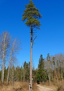 Vaizdas:Girnikų_pušis.JPG