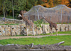 Čeština: Žirafí výběh u pavilón Africká savana v jihlavské zoo English: Giraffe enclosure, Zoo Jihlava, Czech Republic