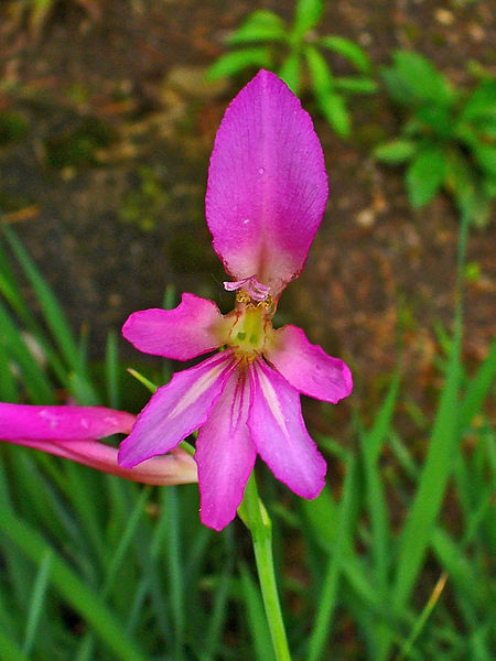 File:Gladiolus italicus 003.JPG