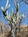 Stenocereus queretaroensis, Pitayo de Querétaro, je velká a vysoká rostlina.