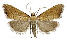 Glaucocharis holanthes נקבה.jpg