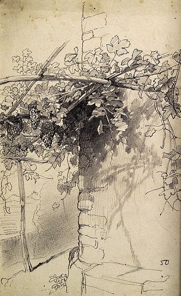 File:Grape vine on trellis. Pencil drawing. Wellcome V0043532.jpg