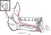 condylar process of mandible