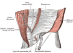 Miniatura para Línea arcuata de la vaina de los músculos rectos abdominales