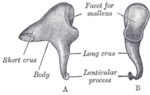 Miniatura per Enclusa (os)