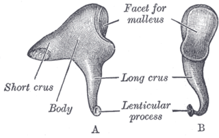 <span class="mw-page-title-main">Incus</span> Bone in the middle ear