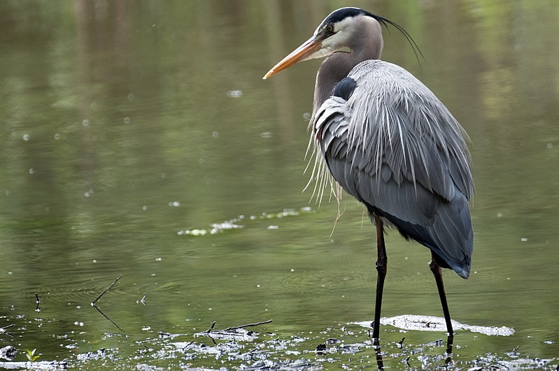 File:Great Blue Heron (16733458898).jpg