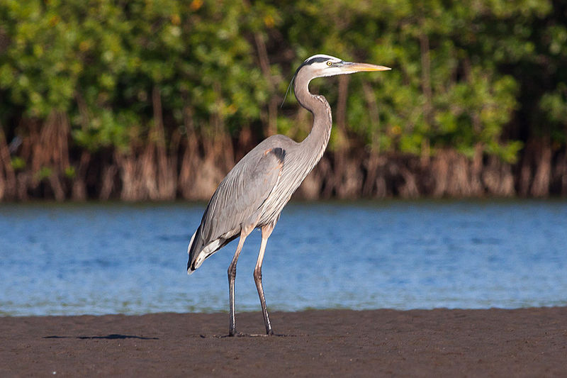 File:Great Blue Heron (Ardea herodias) (8079372903).jpg