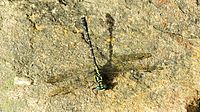 Green eyes dragonfly HNP dorsal (16257832922).jpg