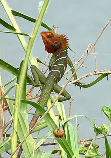 Zelený les Lizard-Calotes cultes.JPG