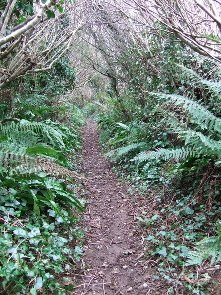 File:Green lane tunnel, Duncombe - geograph.org.uk - 308089.jpg