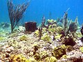 Grenada Under Water - panoramio - Stefan und Bille (6).jpg