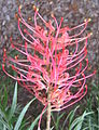 Grevillea Banksii 'Superb'