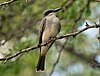 Grey Kingbird (Tyrannus dominicensis).jpg