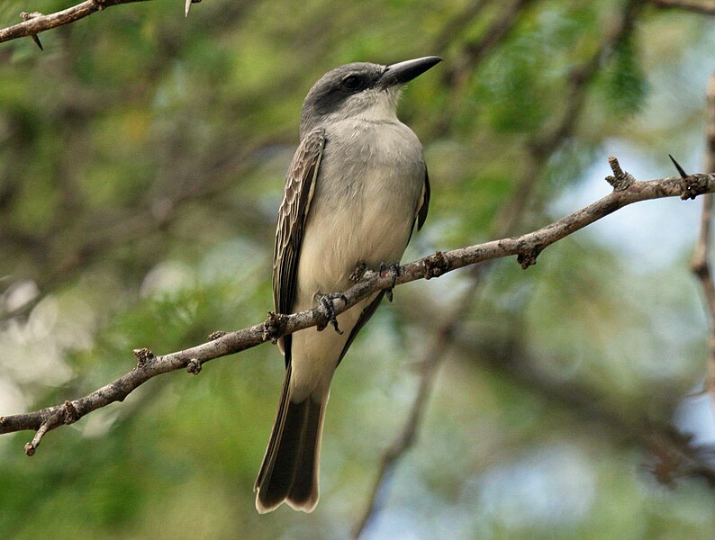 File:Grey Kingbird (Tyrannus dominicensis).jpg